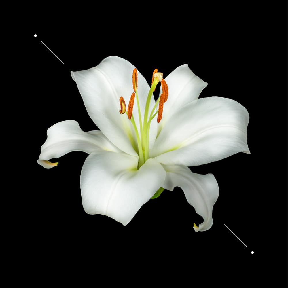 Women perfume set w193 + 10ml perfume - Image 5